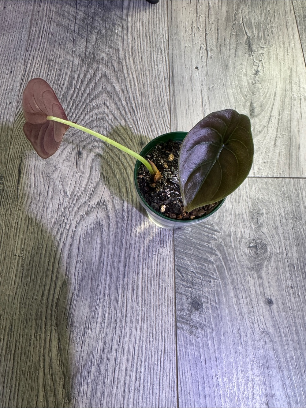 Alocasia Cuprea Red Secret